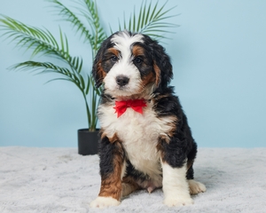 Arnie Mini Bernadoodle
